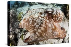 Close-Up of a Caribbean Reef Octopus Off the Coast of Belize-Stocktrek Images-Stretched Canvas