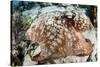 Close-Up of a Caribbean Reef Octopus Off the Coast of Belize-Stocktrek Images-Stretched Canvas