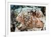 Close-Up of a Caribbean Reef Octopus Off the Coast of Belize-Stocktrek Images-Framed Photographic Print