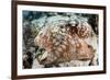 Close-Up of a Caribbean Reef Octopus Off the Coast of Belize-Stocktrek Images-Framed Photographic Print