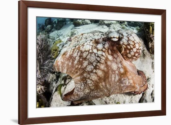 Close-Up of a Caribbean Reef Octopus Off the Coast of Belize-Stocktrek Images-Framed Photographic Print