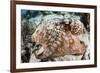 Close-Up of a Caribbean Reef Octopus Off the Coast of Belize-Stocktrek Images-Framed Photographic Print