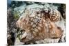 Close-Up of a Caribbean Reef Octopus Off the Coast of Belize-Stocktrek Images-Mounted Photographic Print