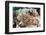 Close-Up of a Caribbean Reef Octopus Off the Coast of Belize-Stocktrek Images-Framed Photographic Print