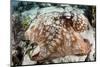 Close-Up of a Caribbean Reef Octopus Off the Coast of Belize-Stocktrek Images-Mounted Photographic Print