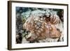 Close-Up of a Caribbean Reef Octopus Off the Coast of Belize-Stocktrek Images-Framed Photographic Print