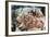 Close-Up of a Caribbean Reef Octopus Off the Coast of Belize-Stocktrek Images-Framed Photographic Print