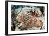 Close-Up of a Caribbean Reef Octopus Off the Coast of Belize-Stocktrek Images-Framed Photographic Print