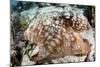 Close-Up of a Caribbean Reef Octopus Off the Coast of Belize-Stocktrek Images-Mounted Photographic Print