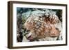 Close-Up of a Caribbean Reef Octopus Off the Coast of Belize-Stocktrek Images-Framed Photographic Print