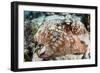 Close-Up of a Caribbean Reef Octopus Off the Coast of Belize-Stocktrek Images-Framed Photographic Print