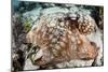 Close-Up of a Caribbean Reef Octopus Off the Coast of Belize-Stocktrek Images-Mounted Photographic Print