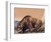 Close-Up of a Cave Bear (Ursus Spelaeus)-null-Framed Giclee Print