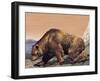 Close-Up of a Cave Bear (Ursus Spelaeus)-null-Framed Giclee Print