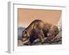 Close-Up of a Cave Bear (Ursus Spelaeus)-null-Framed Giclee Print
