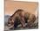 Close-Up of a Cave Bear (Ursus Spelaeus)-null-Mounted Giclee Print