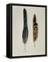 Close-Up of a Cinereous Vulture's Feather with an Owl's Feather-null-Framed Stretched Canvas