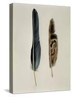 Close-Up of a Cinereous Vulture's Feather with an Owl's Feather-null-Stretched Canvas