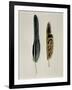 Close-Up of a Cinereous Vulture's Feather with an Owl's Feather-null-Framed Giclee Print