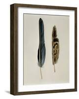 Close-Up of a Cinereous Vulture's Feather with an Owl's Feather-null-Framed Giclee Print