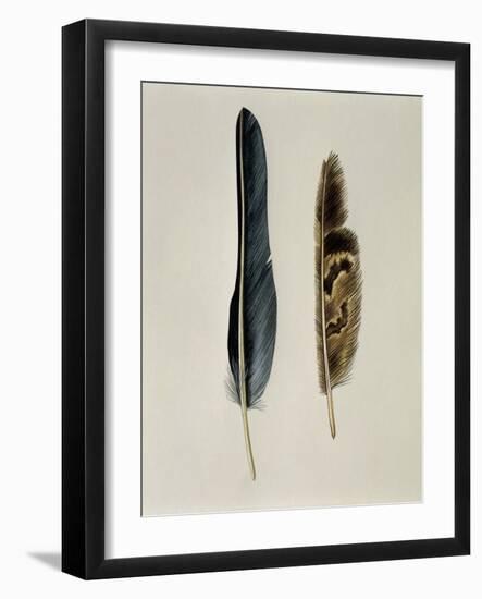 Close-Up of a Cinereous Vulture's Feather with an Owl's Feather-null-Framed Giclee Print