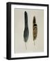 Close-Up of a Cinereous Vulture's Feather with an Owl's Feather-null-Framed Giclee Print