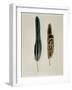 Close-Up of a Cinereous Vulture's Feather with an Owl's Feather-null-Framed Giclee Print