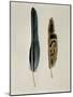 Close-Up of a Cinereous Vulture's Feather with an Owl's Feather-null-Mounted Giclee Print