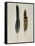 Close-Up of a Cinereous Vulture's Feather with an Owl's Feather-null-Framed Stretched Canvas