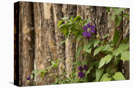 Close Up of a Clematis Flower, Santa Fe, New Mexico. USA-Julien McRoberts-Stretched Canvas