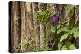 Close Up of a Clematis Flower, Santa Fe, New Mexico. USA-Julien McRoberts-Stretched Canvas