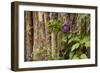 Close Up of a Clematis Flower, Santa Fe, New Mexico. USA-Julien McRoberts-Framed Photographic Print