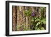 Close Up of a Clematis Flower, Santa Fe, New Mexico. USA-Julien McRoberts-Framed Photographic Print