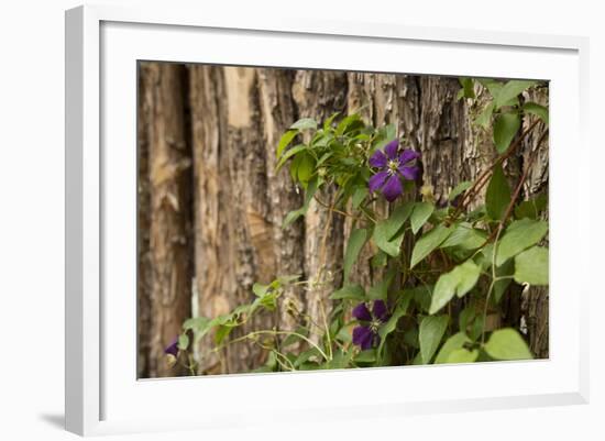 Close Up of a Clematis Flower, Santa Fe, New Mexico. USA-Julien McRoberts-Framed Photographic Print