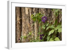 Close Up of a Clematis Flower, Santa Fe, New Mexico. USA-Julien McRoberts-Framed Photographic Print