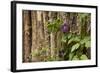 Close Up of a Clematis Flower, Santa Fe, New Mexico. USA-Julien McRoberts-Framed Photographic Print