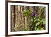 Close Up of a Clematis Flower, Santa Fe, New Mexico. USA-Julien McRoberts-Framed Photographic Print