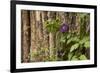 Close Up of a Clematis Flower, Santa Fe, New Mexico. USA-Julien McRoberts-Framed Photographic Print