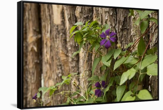 Close Up of a Clematis Flower, Santa Fe, New Mexico. USA-Julien McRoberts-Framed Stretched Canvas
