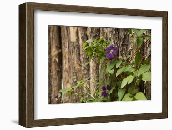 Close Up of a Clematis Flower, Santa Fe, New Mexico. USA-Julien McRoberts-Framed Photographic Print