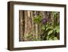 Close Up of a Clematis Flower, Santa Fe, New Mexico. USA-Julien McRoberts-Framed Photographic Print