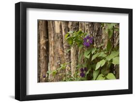 Close Up of a Clematis Flower, Santa Fe, New Mexico. USA-Julien McRoberts-Framed Photographic Print