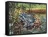 Close-Up of a Colorado River Toad Producing Eggs (Bufo Alvarius)-null-Framed Stretched Canvas