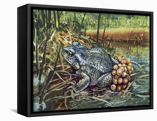 Close-Up of a Colorado River Toad Producing Eggs (Bufo Alvarius)-null-Framed Stretched Canvas