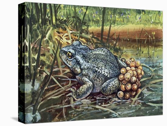 Close-Up of a Colorado River Toad Producing Eggs (Bufo Alvarius)-null-Stretched Canvas