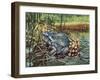 Close-Up of a Colorado River Toad Producing Eggs (Bufo Alvarius)-null-Framed Giclee Print