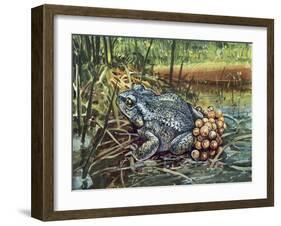 Close-Up of a Colorado River Toad Producing Eggs (Bufo Alvarius)-null-Framed Giclee Print