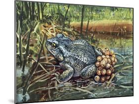 Close-Up of a Colorado River Toad Producing Eggs (Bufo Alvarius)-null-Mounted Giclee Print