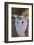 Close Up of a Common Barn Owl (Tyto Alba)-Richard Maschmeyer-Framed Photographic Print