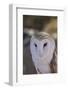 Close Up of a Common Barn Owl (Tyto Alba)-Richard Maschmeyer-Framed Photographic Print